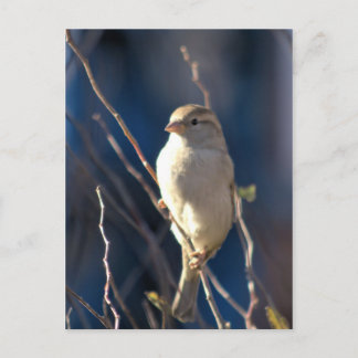 Sparrow Briefkaart