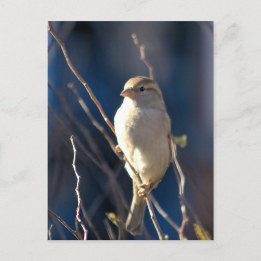 Sparrow Briefkaart (Voorkant)