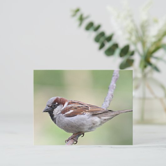 Sparrow Briefkaart (Staand voorkant)