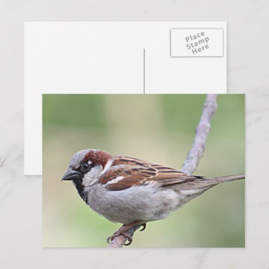 Sparrow Briefkaart (Voorkant / Achterkant)