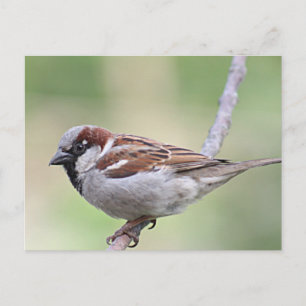 Sparrow Briefkaart