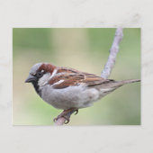 Sparrow Briefkaart (Voorkant)