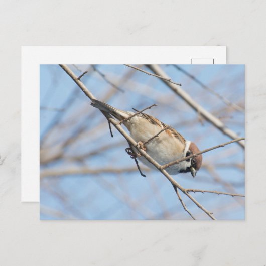 Sparrow Briefkaart (Voorkant / Achterkant)