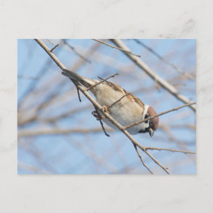 Sparrow Briefkaart
