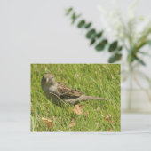 Sparrow Briefkaart (Staand voorkant)