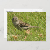 Sparrow Briefkaart (Voorkant / Achterkant)