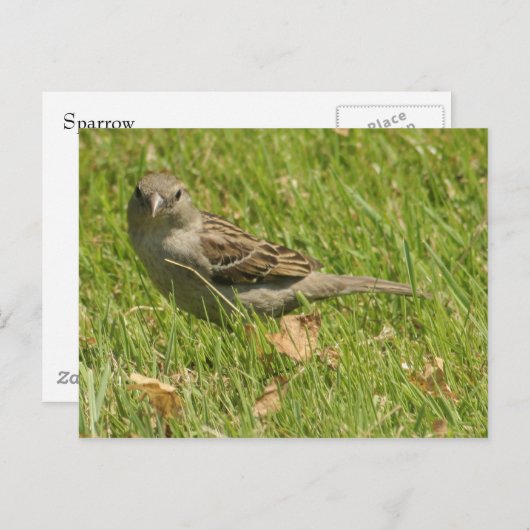 Sparrow Briefkaart (Voorkant / Achterkant)