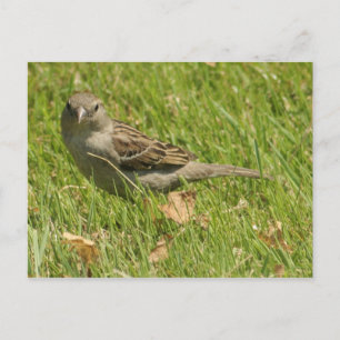 Sparrow Briefkaart