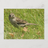 Sparrow Briefkaart (Voorkant)