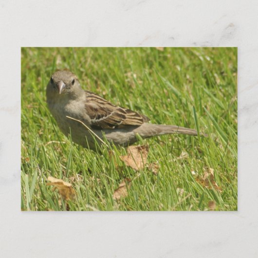 Sparrow Briefkaart (Voorkant)