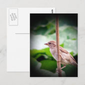 Sparrow Briefkaart (Voorkant / Achterkant)