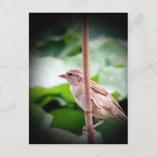 Sparrow Briefkaart