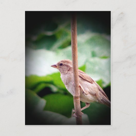 Sparrow Briefkaart (Voorkant)