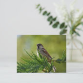 Sparrow Briefkaart (Staand voorkant)