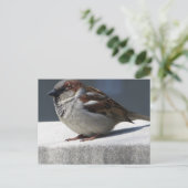 Sparrow Briefkaart (Staand voorkant)