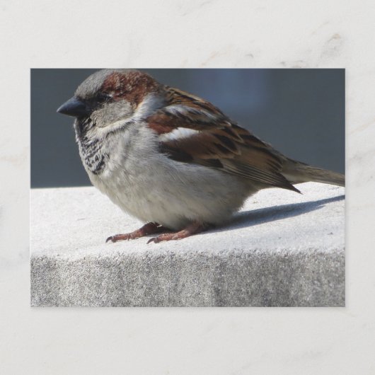 Sparrow Briefkaart (Voorkant)