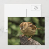 Sparrow Briefkaart (Voorkant / Achterkant)