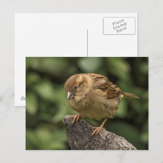 Sparrow Briefkaart (Voorkant / Achterkant)