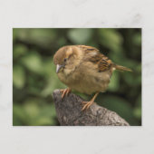 Sparrow Briefkaart (Voorkant)