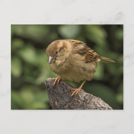 Sparrow Briefkaart (Voorkant)