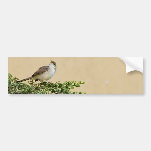 Sparrow Bumpersticker (Voorkant)
