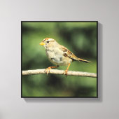 Sparrow Canvas Afdruk (Voorkant)