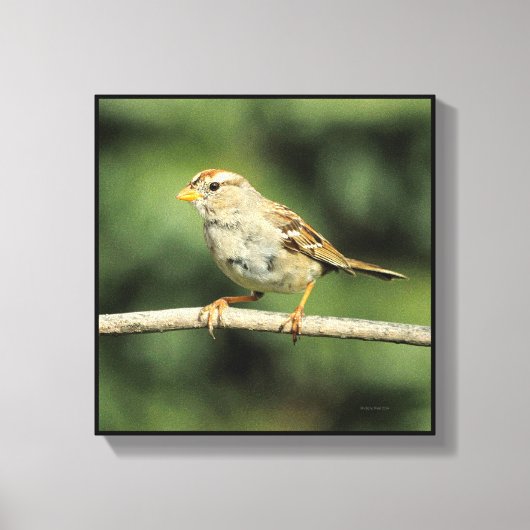 Sparrow Canvas Afdruk (Voorkant)