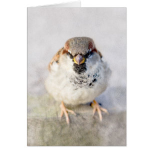 Sparrow - De Warrior