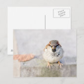 Sparrow - De Warrior Briefkaart (Voorkant / Achterkant)