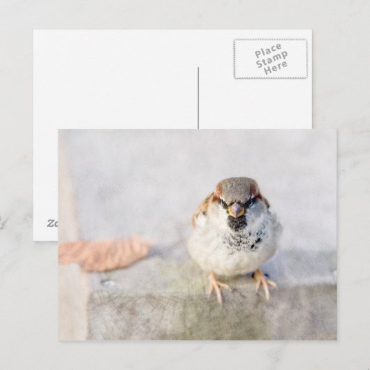 Sparrow - De Warrior Briefkaart (Voorkant / Achterkant)