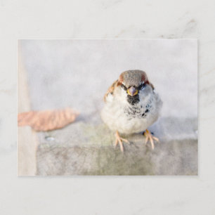 Sparrow - De Warrior Briefkaart