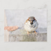 Sparrow - De Warrior Briefkaart (Voorkant)
