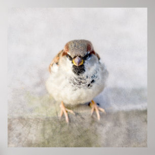 Sparrow - De Warrior Poster