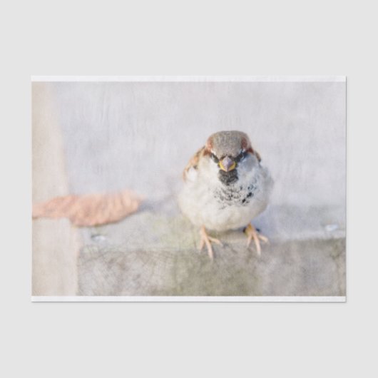 Sparrow - De Warrior Tissuepapier (Voorkant)
