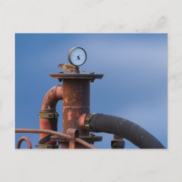 Sparrow die bovenop een rood briefkaart zit