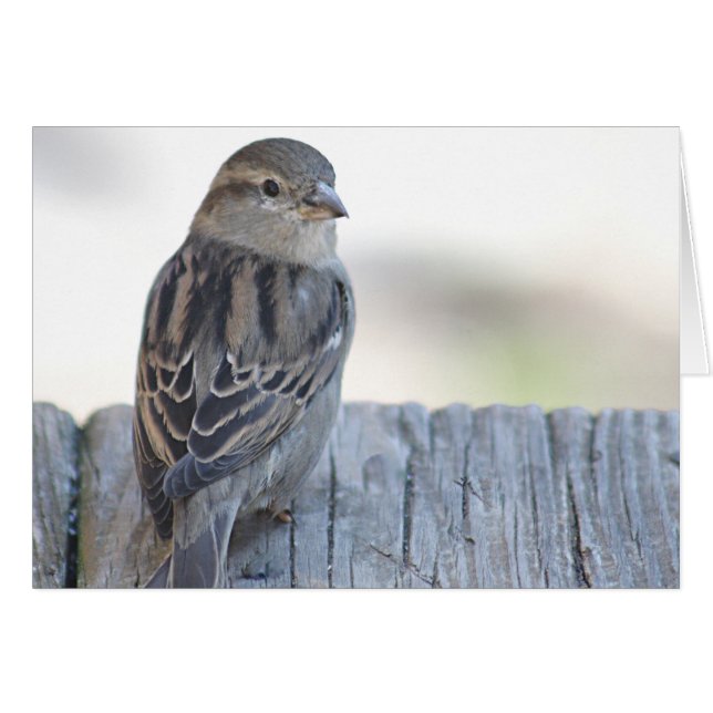 Sparrow-foto (Voorkant Horizontaal)