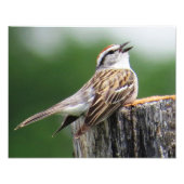 Sparrow Foto Afdruk (Voorkant)