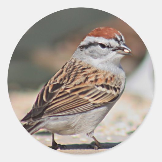 Sparrow-foto Ronde Sticker (Voorkant)
