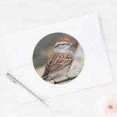 Sparrow-foto Ronde Sticker (Envelop)