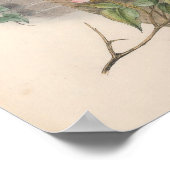 Sparrow Hawk Bird Poster (Hoek)