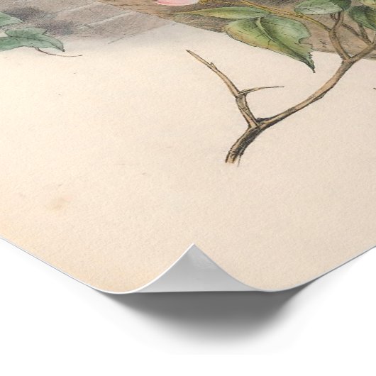  Sparrow Hawk Bird Poster (Hoek)