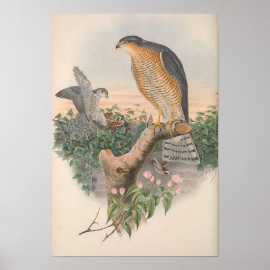 Sparrow Hawk Bird Poster (Voorkant)