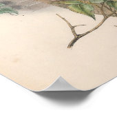 Sparrow Hawk Bird Poster (Hoek)