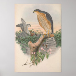  Sparrow Hawk Bird Poster