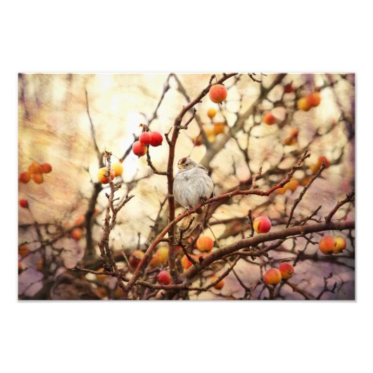 Sparrow in a Crab Apple Tree Foto Afdruk (Voorkant)