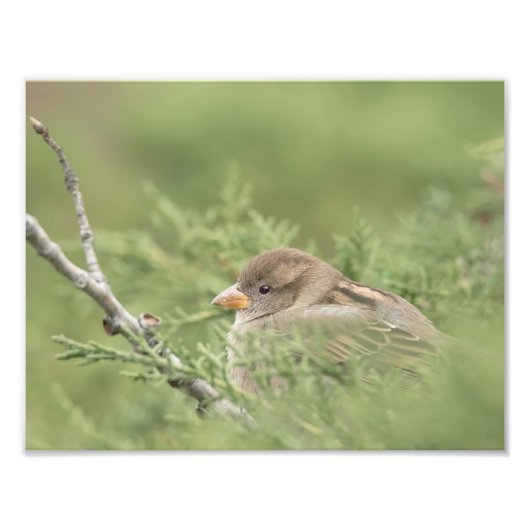 Sparrow in Cedar Photography Print Foto Afdruk (Voorkant)