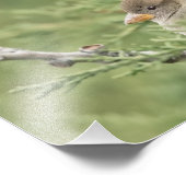 Sparrow in Cedar Photography Print Foto Afdruk (Hoek)