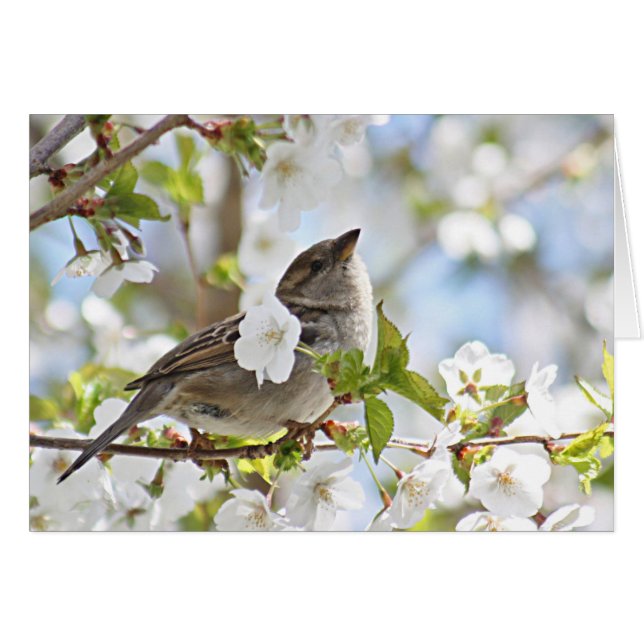 Sparrow in kersenbloesems (Voorkant Horizontaal)