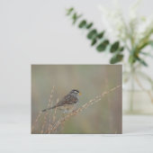 Sparrow in the Grass 2 briefkaart (Staand voorkant)