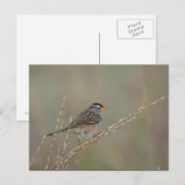 Sparrow in the Grass 2 briefkaart (Voorkant / Achterkant)